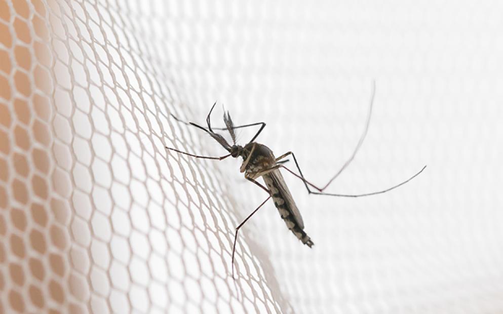 Agência de Controle de Mosquitos anunciam pulverização em Framingham